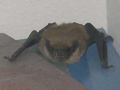 black hat bat