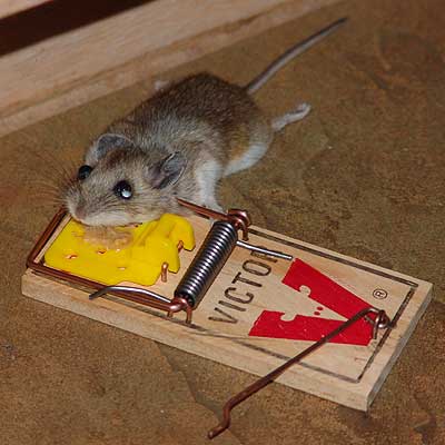 black hat rat black hat rat
